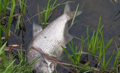 Botulisme aangetroffen in water in Nijkerk