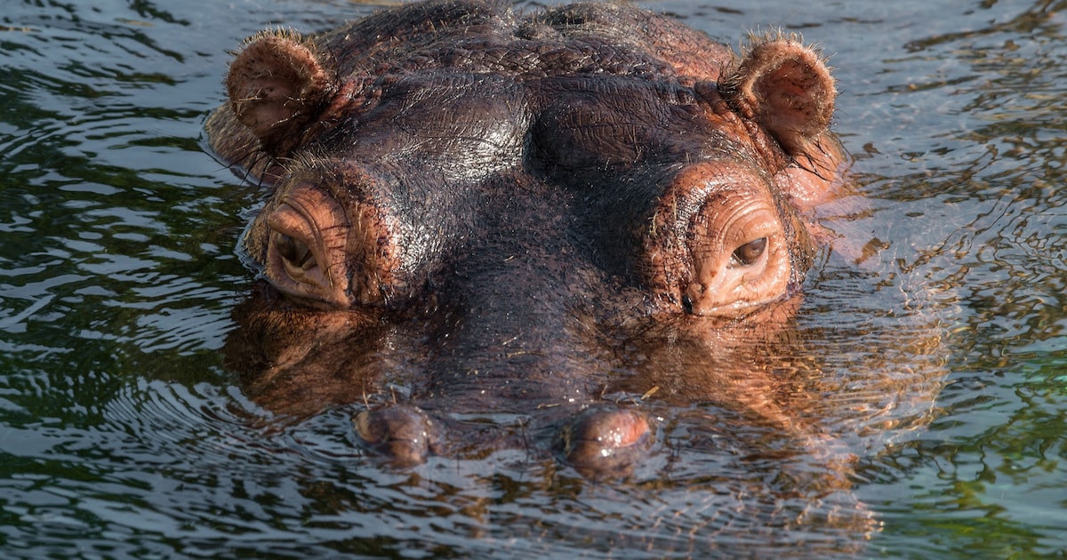 Nijlpaard Louise (31) overleden in WILDLANDS Adventure Zoo Emmen