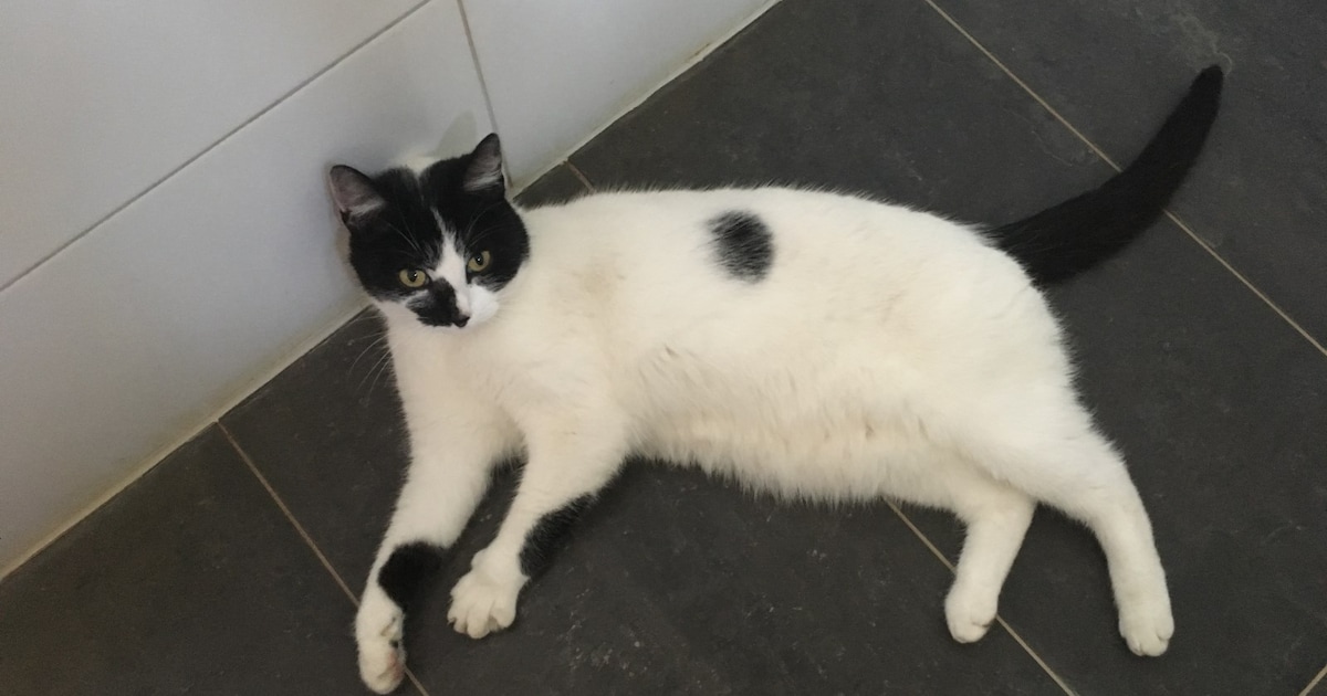 Heb jij Pip gezien? Dit huisdier wordt in Voorst vermist